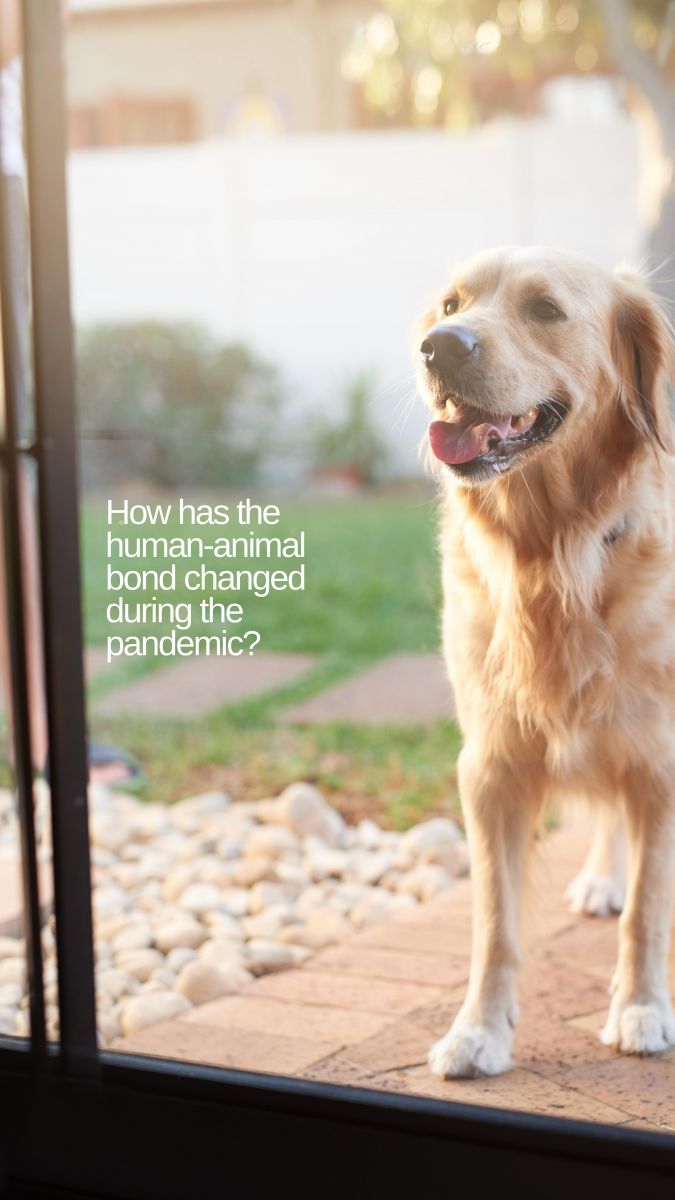 What effects does the pandemic have on your pet? OVC Pet Trust